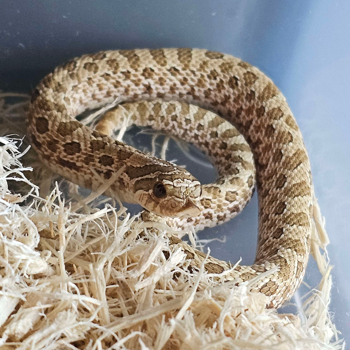 Western Hognose Snakes (Heterodon nasicus)