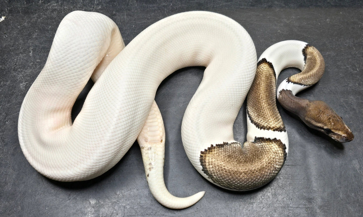 Python Regius "Ball Pythons"