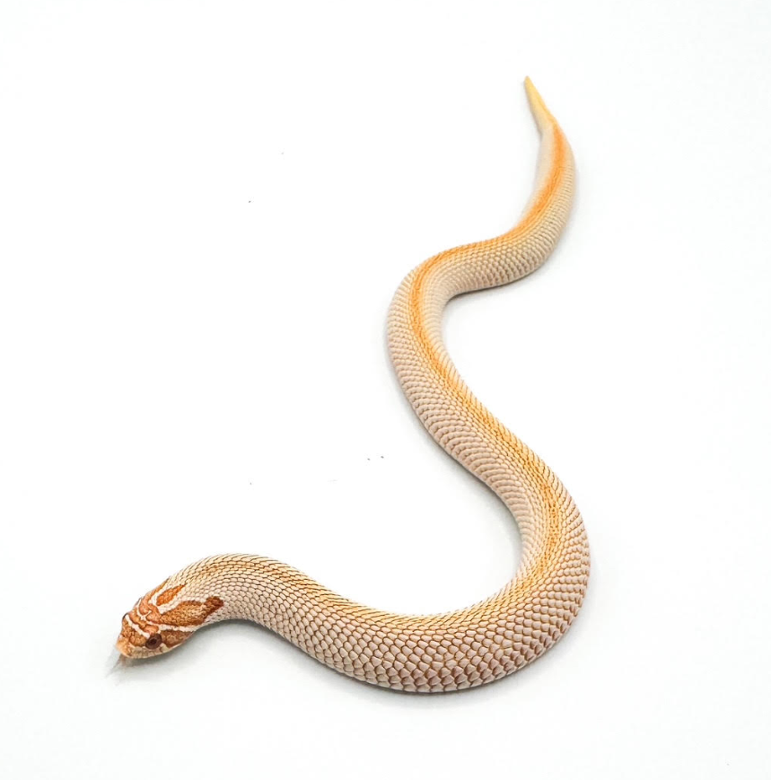 Western Hognose Albino SuperConda (1 Year old)