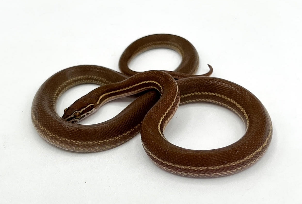 Chad Locale House Snake "Project Africa"