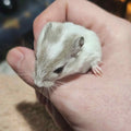 Mongolian Steppe Gerbils – Friendly Pet Gerbils | Sable Fawn & White Collar Morphs