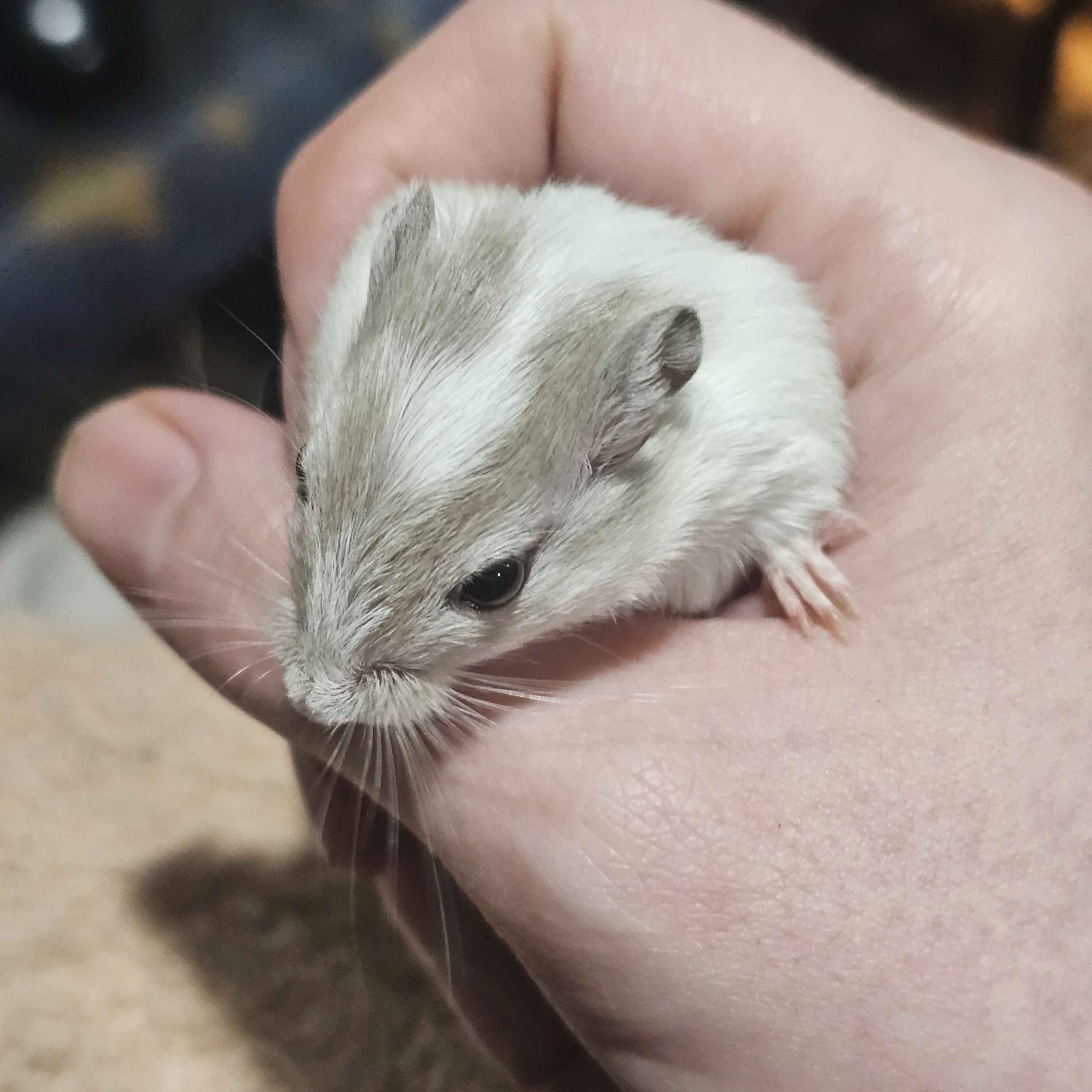 Mongolian Steppe Gerbils – Friendly Pet Gerbils | Sable Fawn & White Collar Morphs