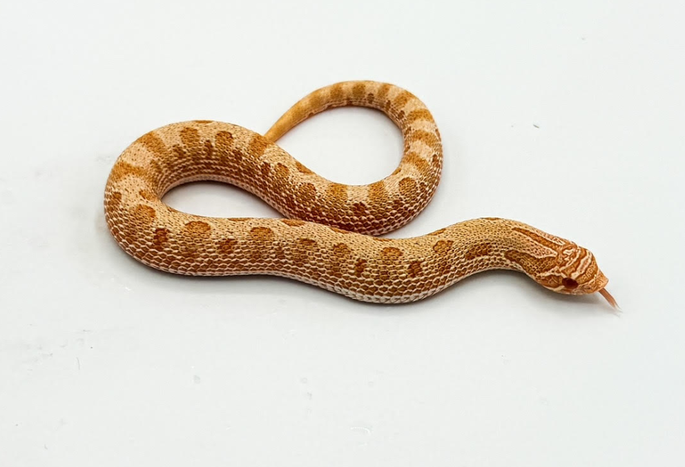 Albino Conda Western Hognose Juvenile (9 Months old)