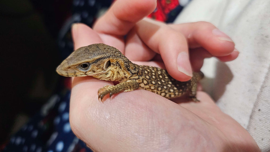 Captive-Bred Savannah Monitor (Varanus exanthematicus)
