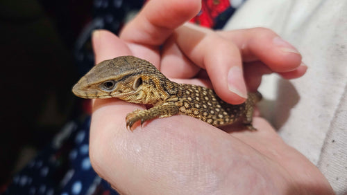 Captive-Bred Savannah Monitor (Varanus exanthematicus)