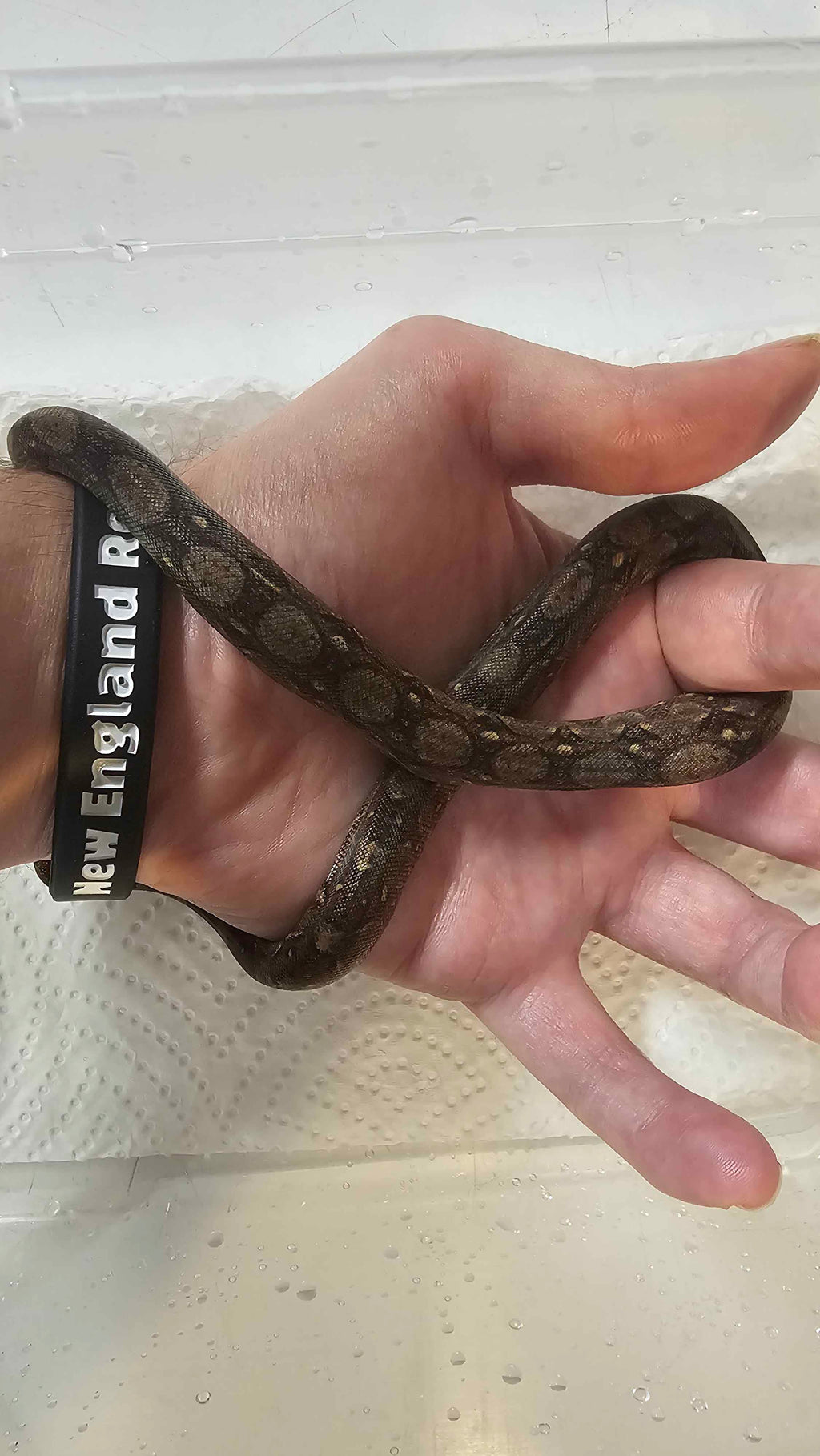 🐍 Boa Sigma Tarahumara Dwarf Boas (Boa sigma “Tarahumara”) – Captive Bred