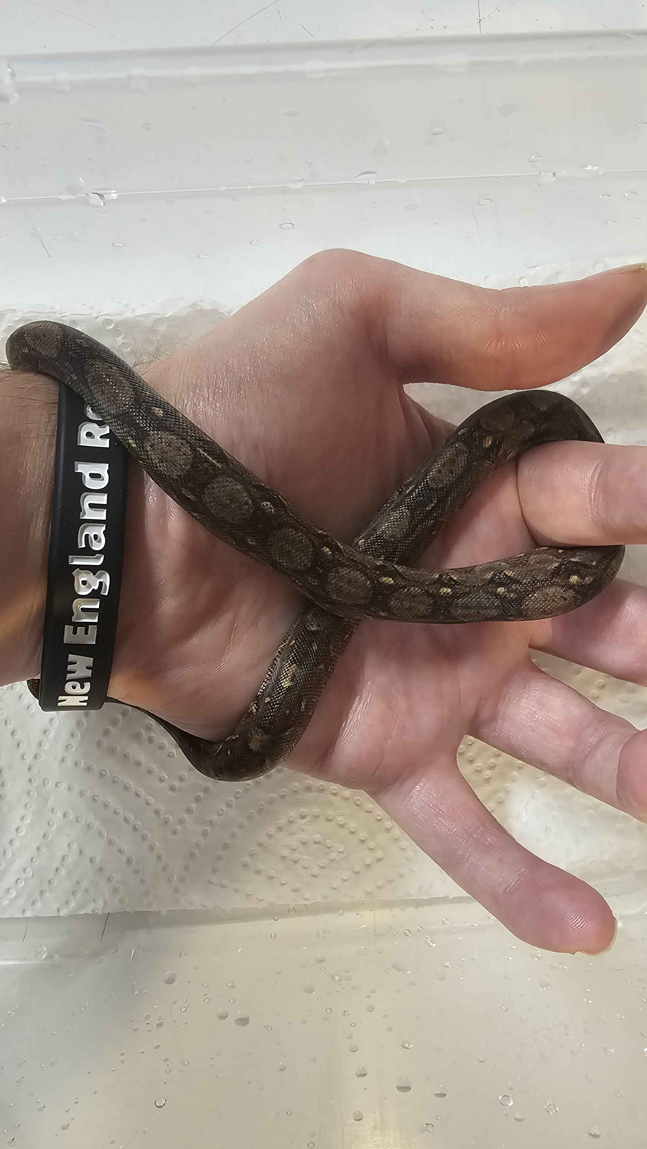 🐍 Boa Sigma Tarahumara Dwarf Boas (Boa sigma “Tarahumara”) – Captive Bred