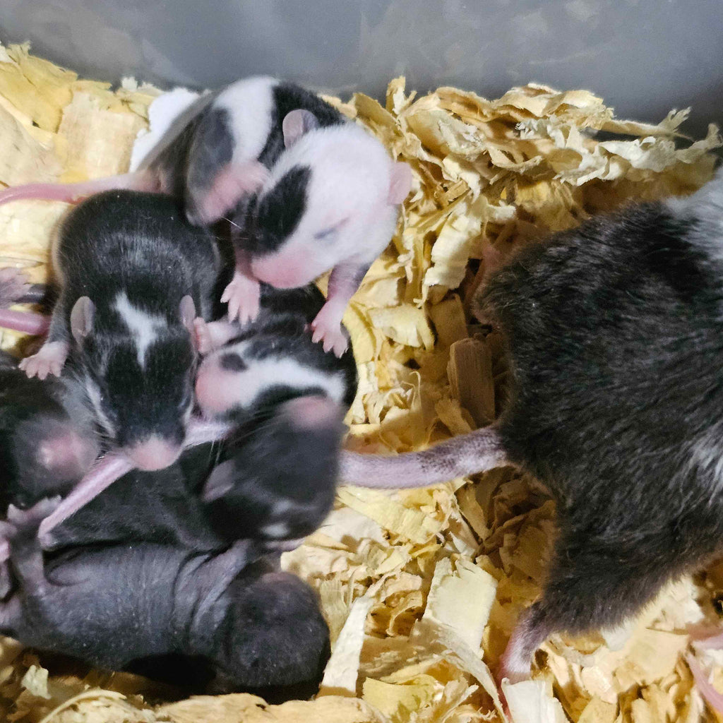 🐭 Black & White Pied Fancy Mice "Panda Mice" – “Boston Terrier Tribute" Line