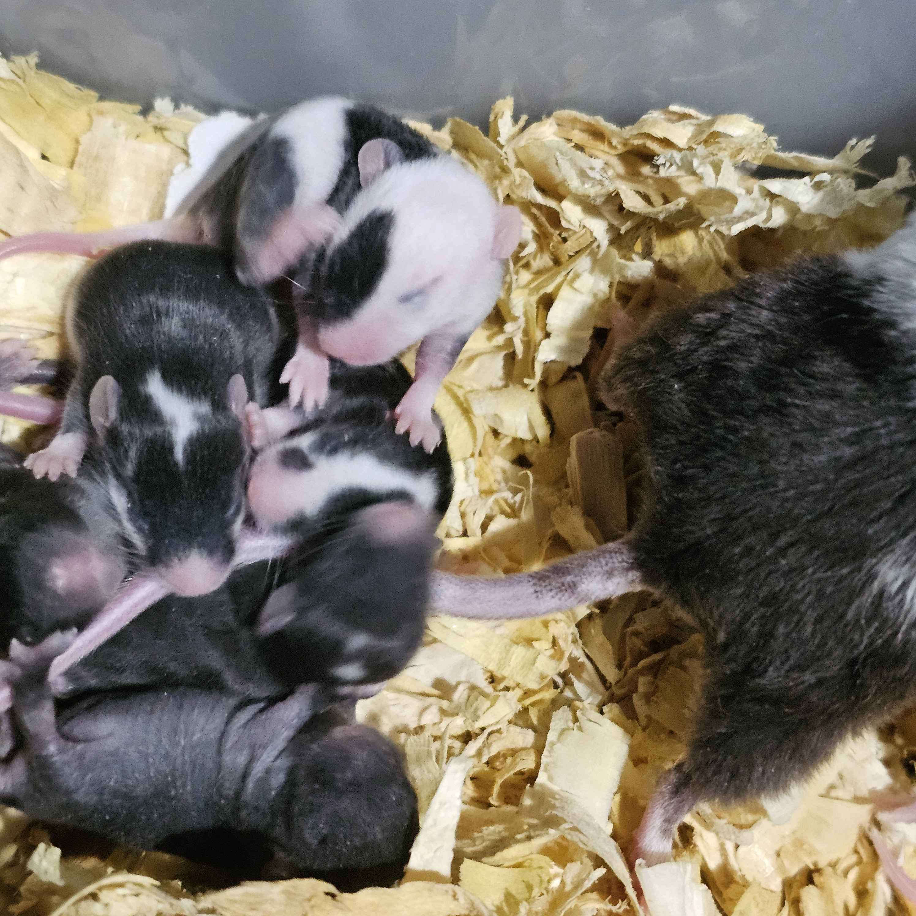 🐭 Black & White Pied Fancy Mice "Panda Mice" – “Boston Terrier Tribute" Line