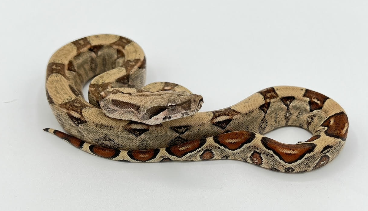 Colombian Boa Constrictor Imperator Red Tail Boa