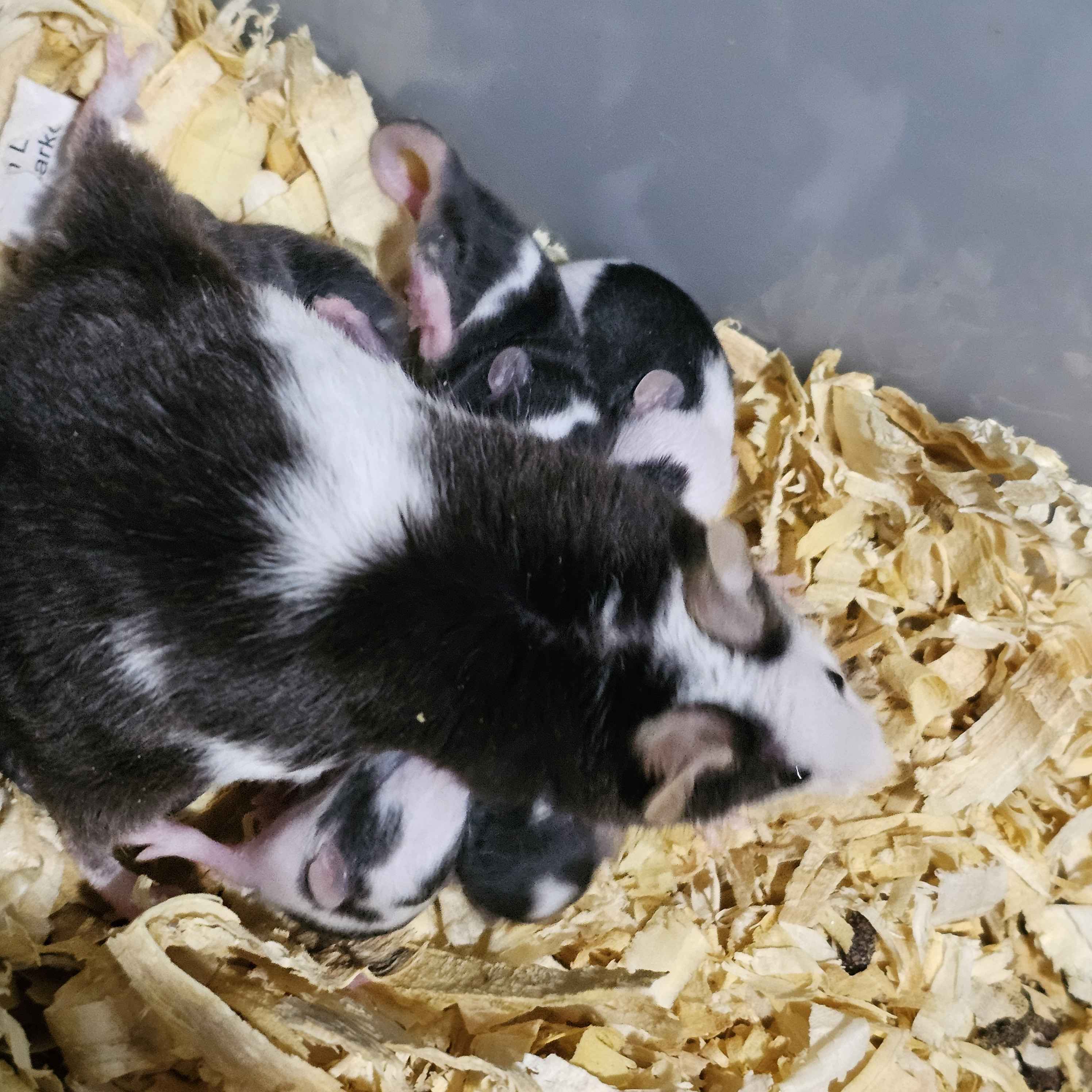 🐭 Black & White Pied Fancy Mice "Panda Mice" – “Boston Terrier Tribute" Line