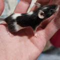 🐭 Black & White Pied Fancy Mice "Panda Mice" – “Boston Terrier Tribute" Line