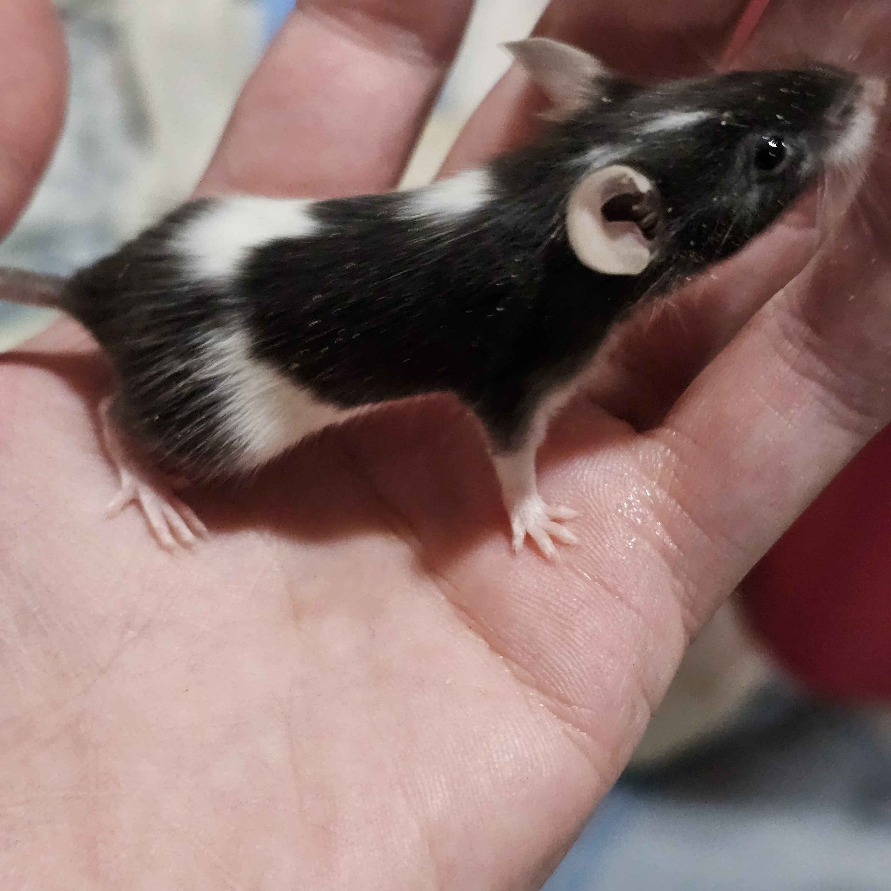 🐭 Black & White Pied Fancy Mice "Panda Mice" – “Boston Terrier Tribute" Line