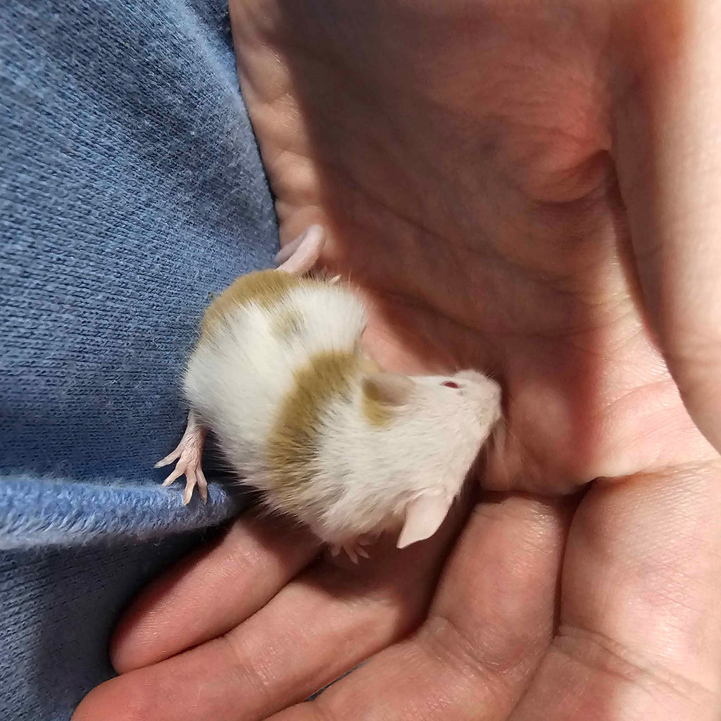 Dreamsicle Pied Fancy Mice – High White w/ Gold & Orange Accents