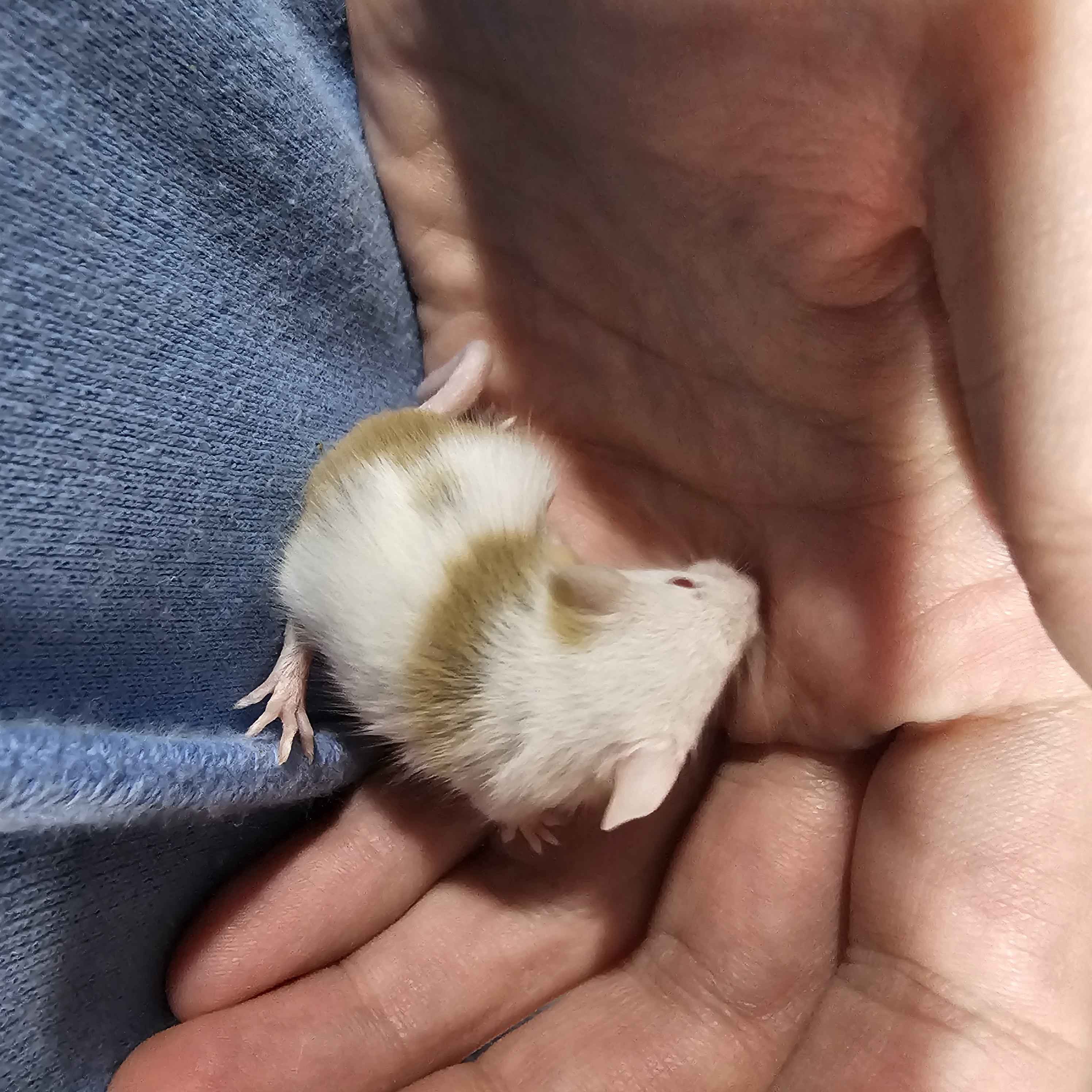Dreamsicle Pied Fancy Mice – High White w/ Gold & Orange Accents