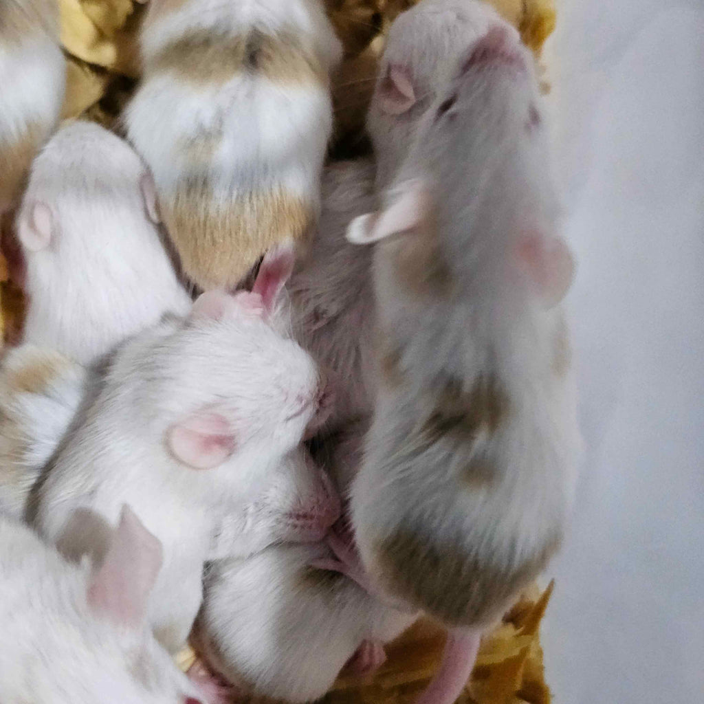Dreamsicle Pied Fancy Mice – High White w/ Gold & Orange Accents