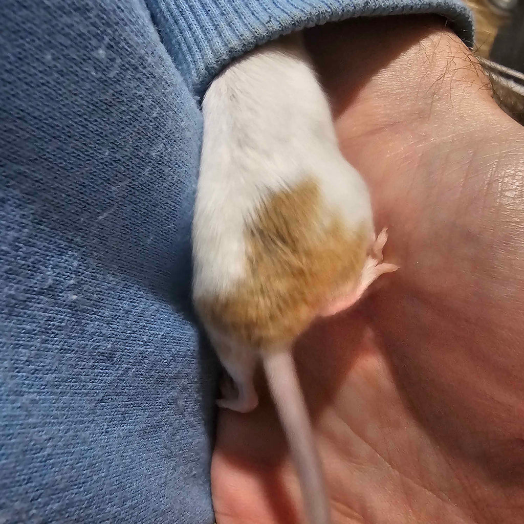 Dreamsicle Pied Fancy Mice – High White w/ Gold & Orange Accents
