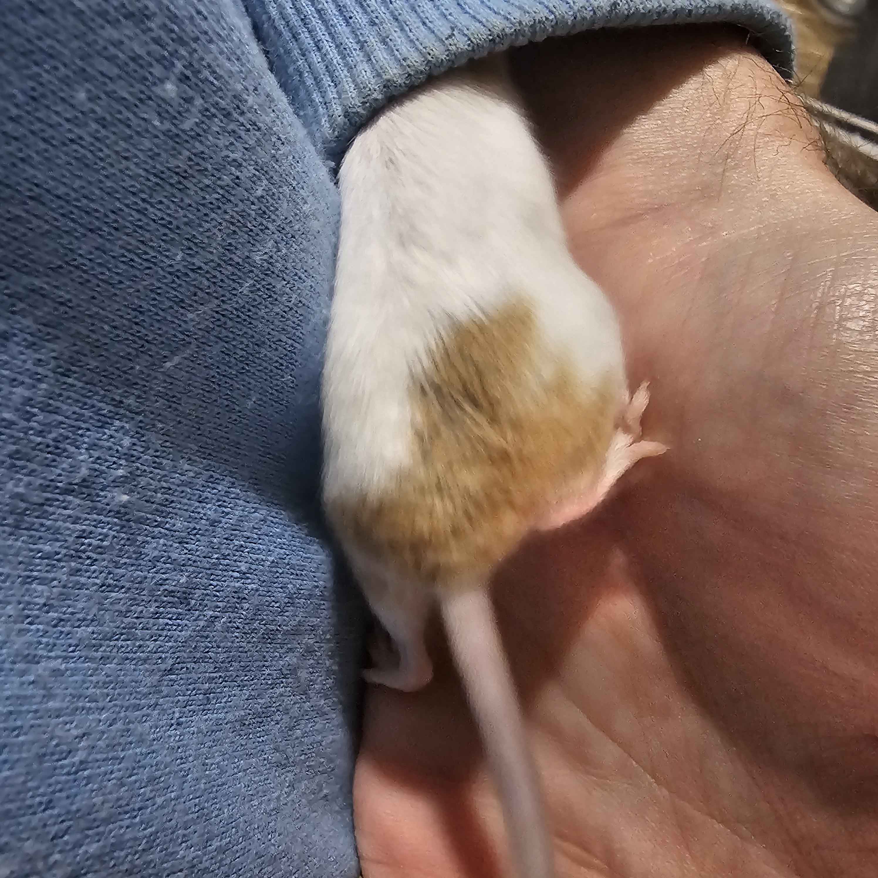 Dreamsicle Pied Fancy Mice – High White w/ Gold & Orange Accents