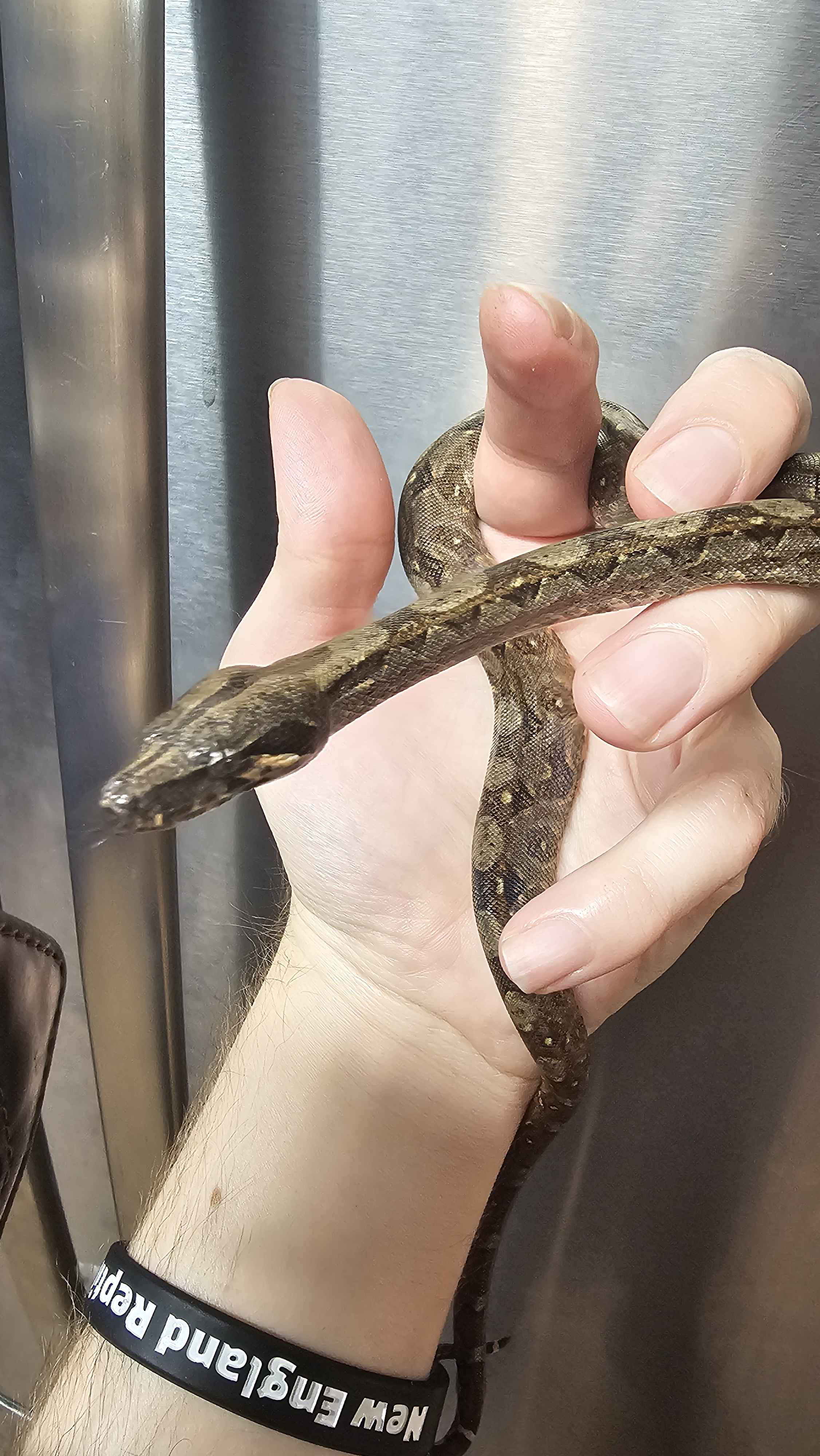 🐍 Boa Sigma Tarahumara Dwarf Boas (Boa sigma “Tarahumara”) – Captive Bred