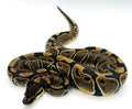 African Import Line Ball Python F1