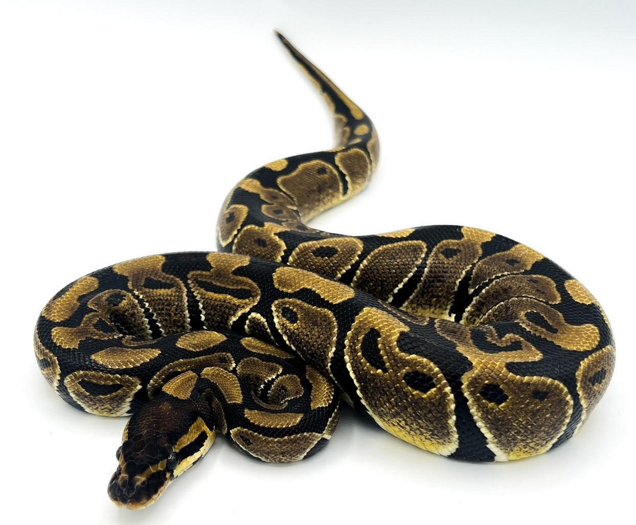 African Import Line Ball Python F1