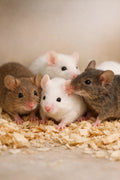 Feeder Mice