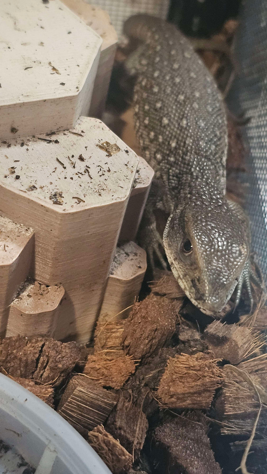 Captive-Bred Savannah Monitor (Varanus exanthematicus)