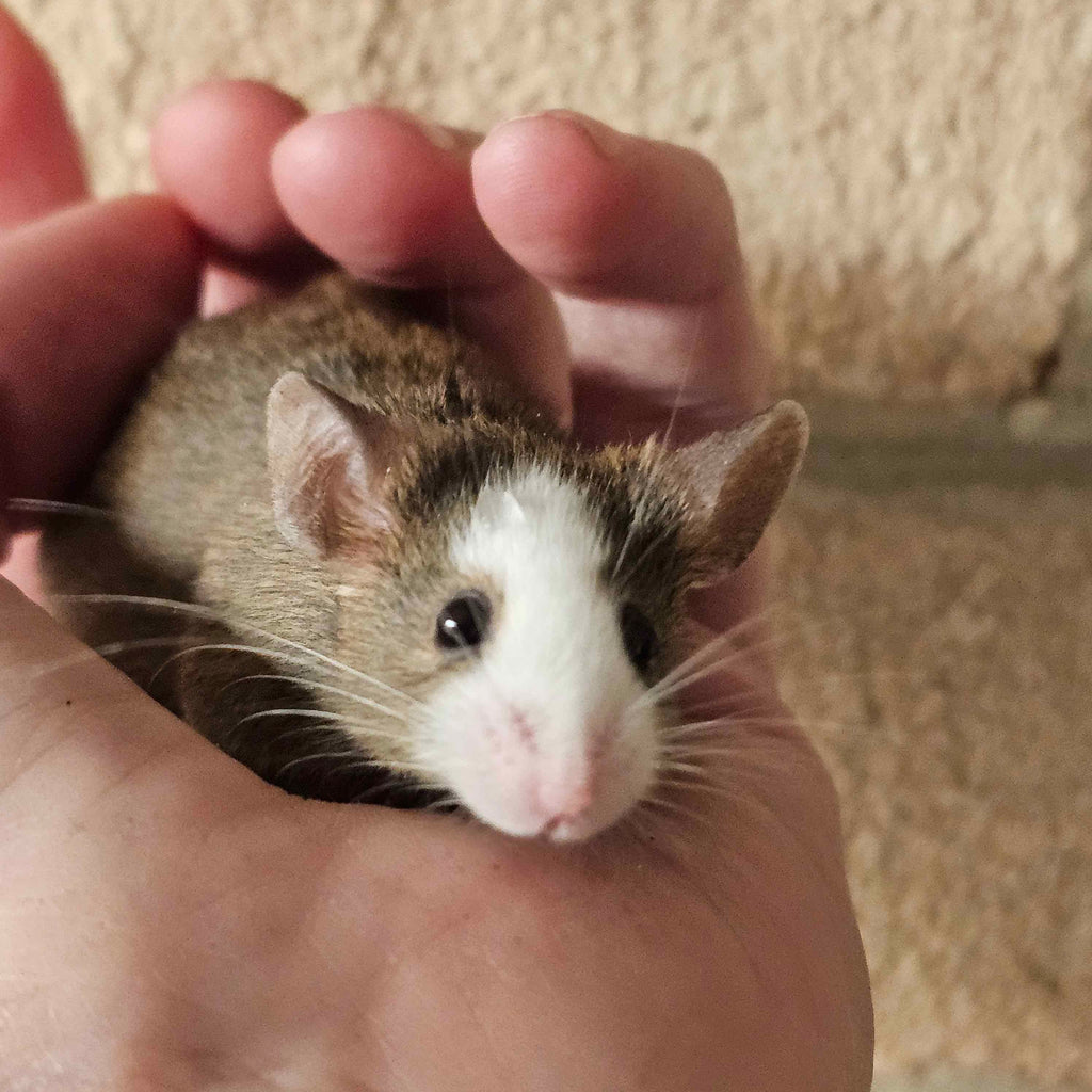 Woolly Mammoth Mice – Friendly, Cold-Hardy Gene Edited Mice For Sale