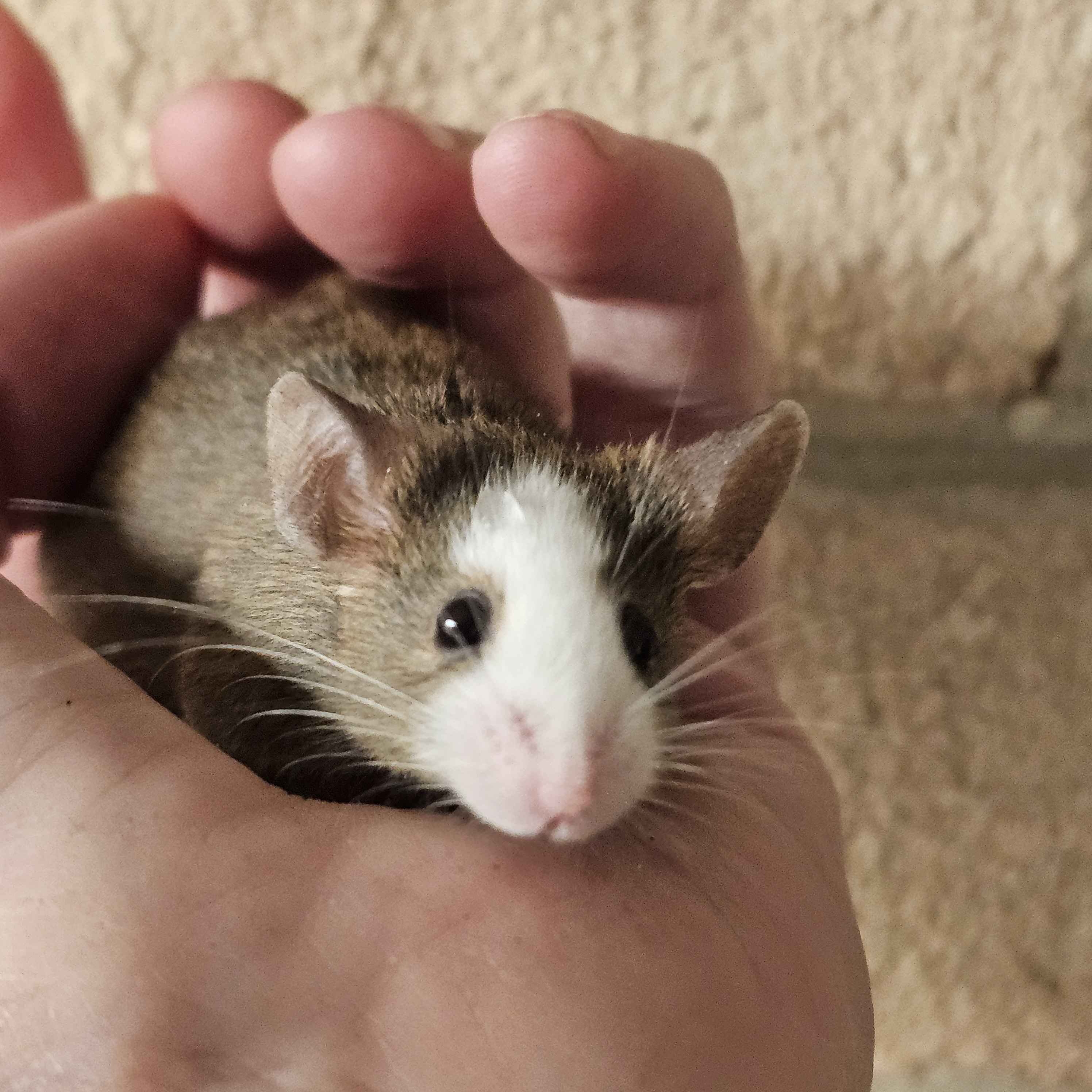 Woolly Mammoth Mice – Friendly, Cold-Hardy Gene Edited Mice For Sale