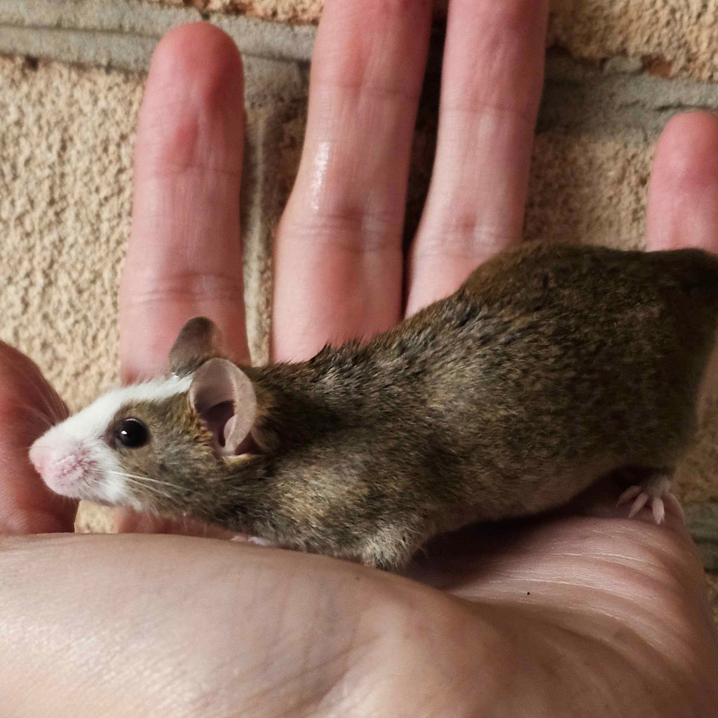 Woolly Mammoth Mice – Friendly, Cold-Hardy Gene Edited Mice For Sale