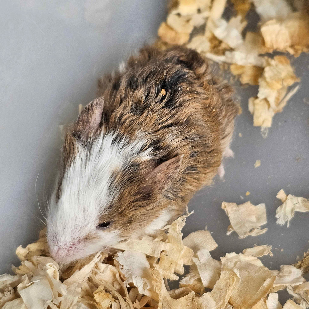 Woolly Mammoth Mice – Friendly, Cold-Hardy Gene Edited Mice For Sale