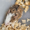 Woolly Mammoth Mice – Friendly, Cold-Hardy Gene Edited Mice For Sale