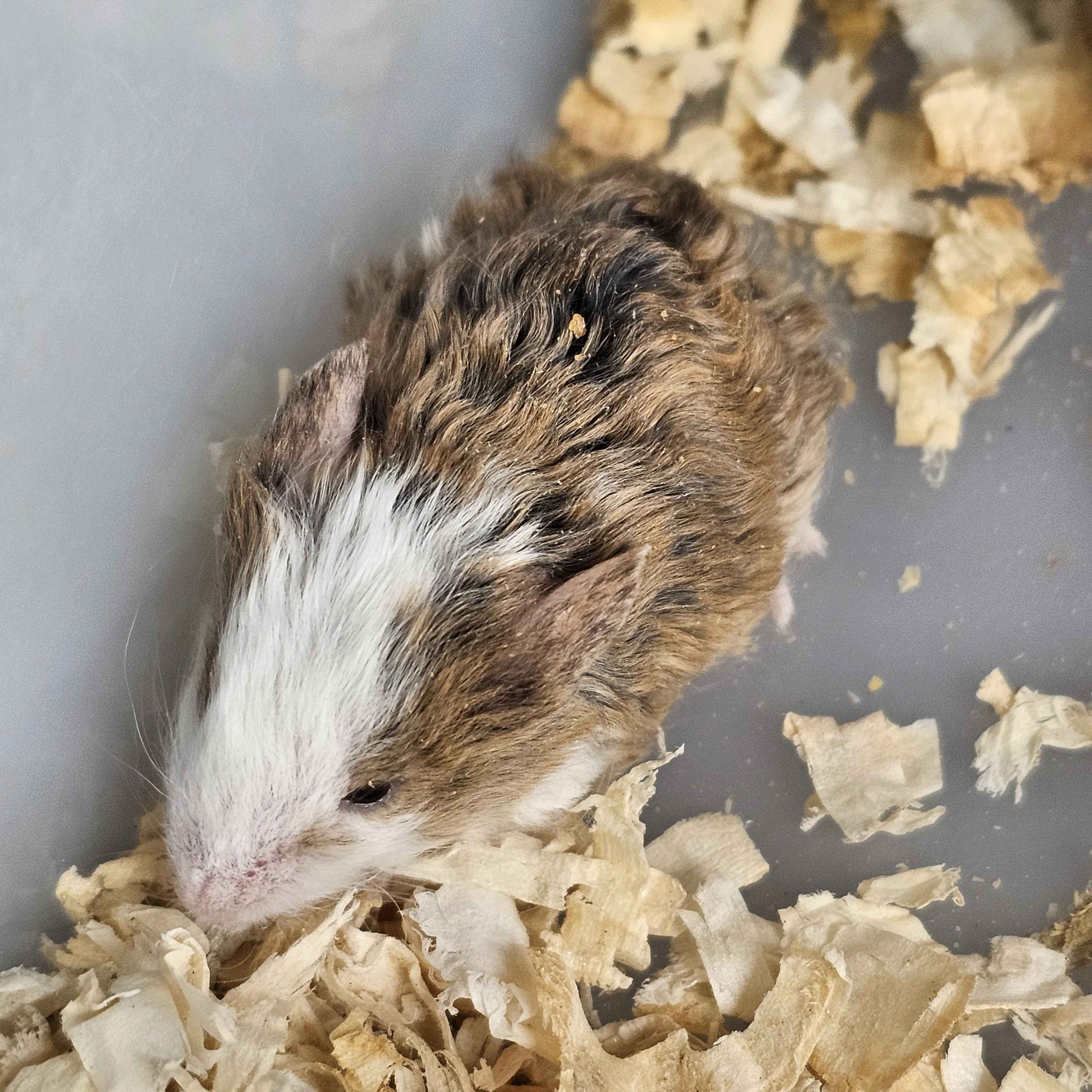 Woolly Mammoth Mice – Friendly, Cold-Hardy Gene Edited Mice For Sale