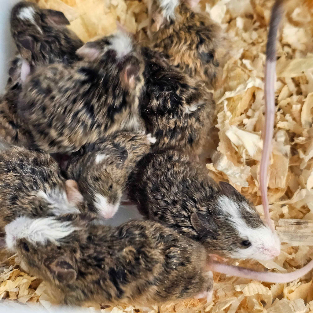 Woolly Mammoth Mice – Friendly, Cold-Hardy Gene Edited Mice For Sale