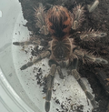 Mascara Bird Eater Tarantulas 3" Sub Adults
