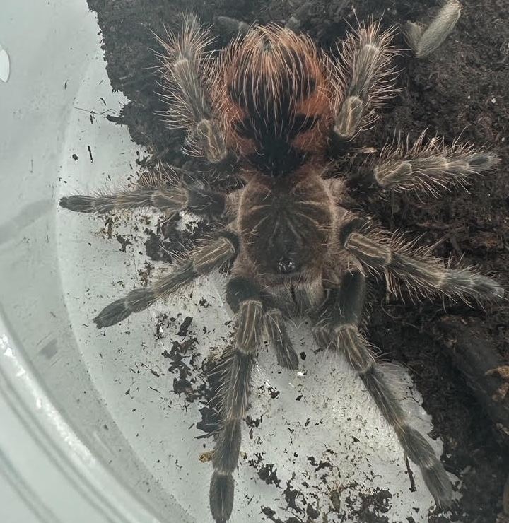Mascara Bird Eater Tarantulas 3" Sub Adults