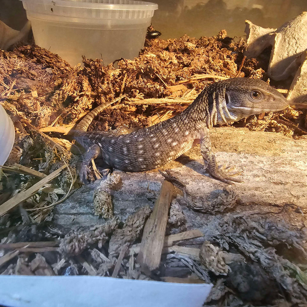 Captive-Bred Savannah Monitor (Varanus exanthematicus)