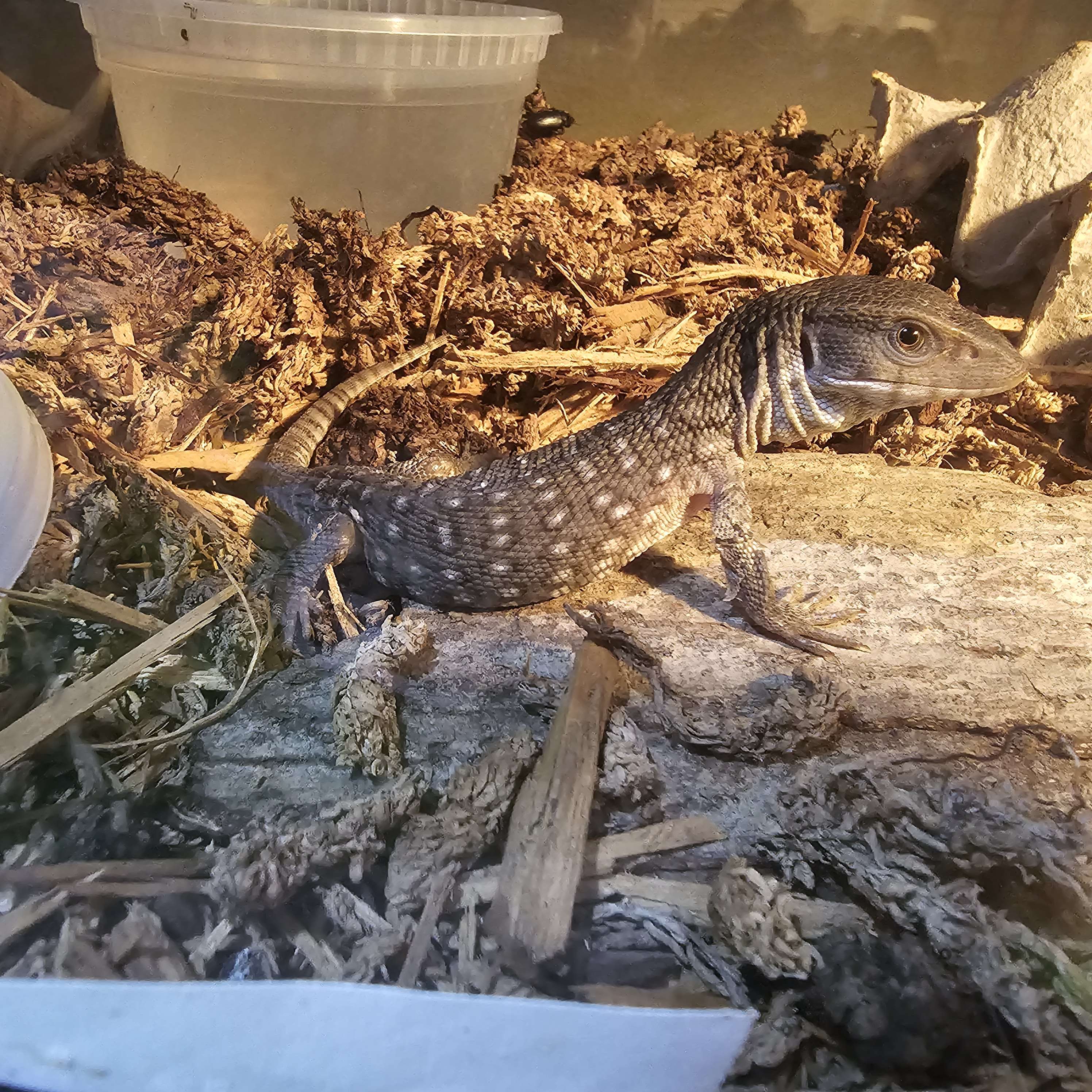 Captive-Bred Savannah Monitor (Varanus exanthematicus)