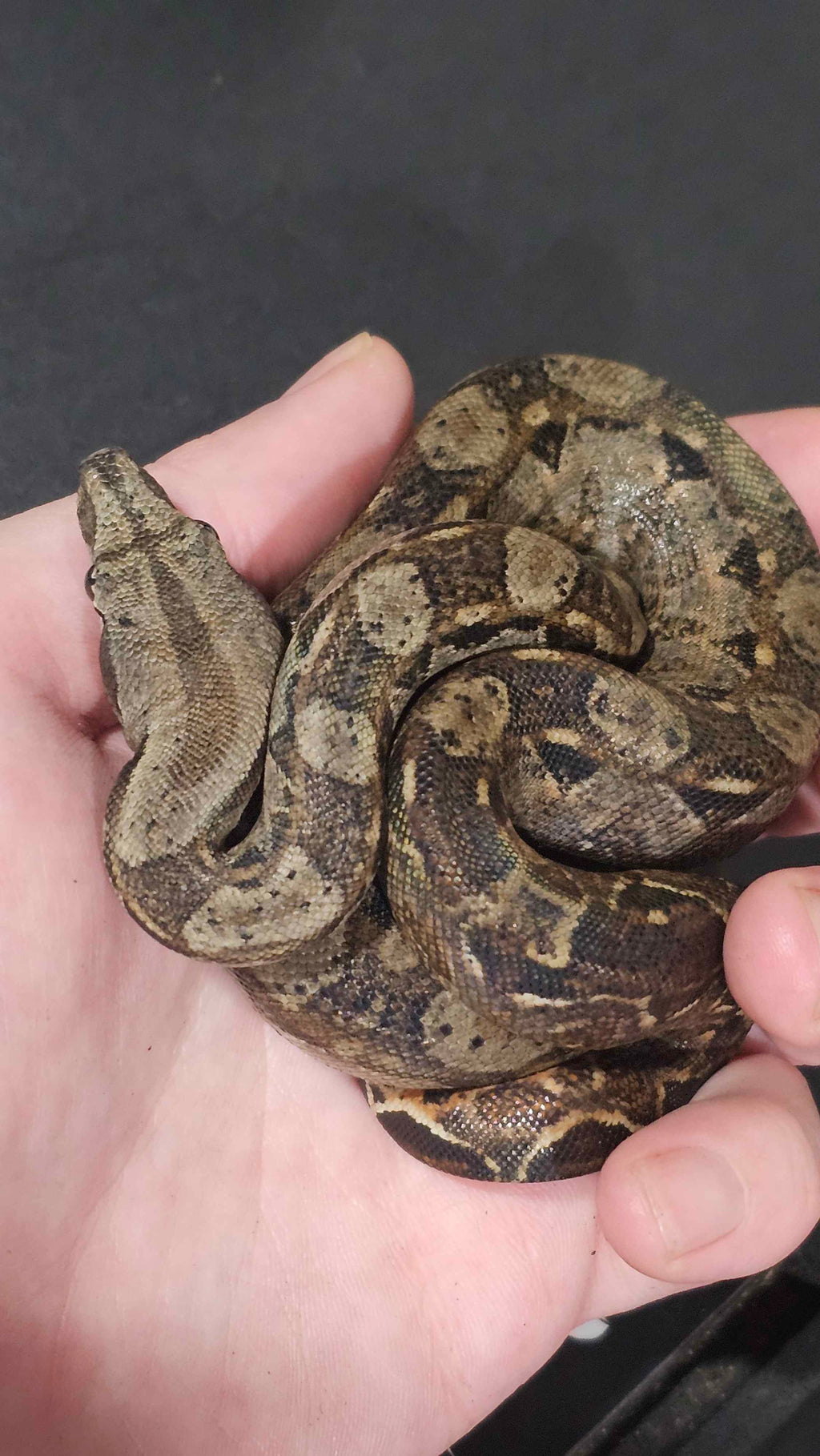 🐍 Boa Sigma Tarahumara Dwarf Boas (Boa sigma “Tarahumara”) – Captive Bred