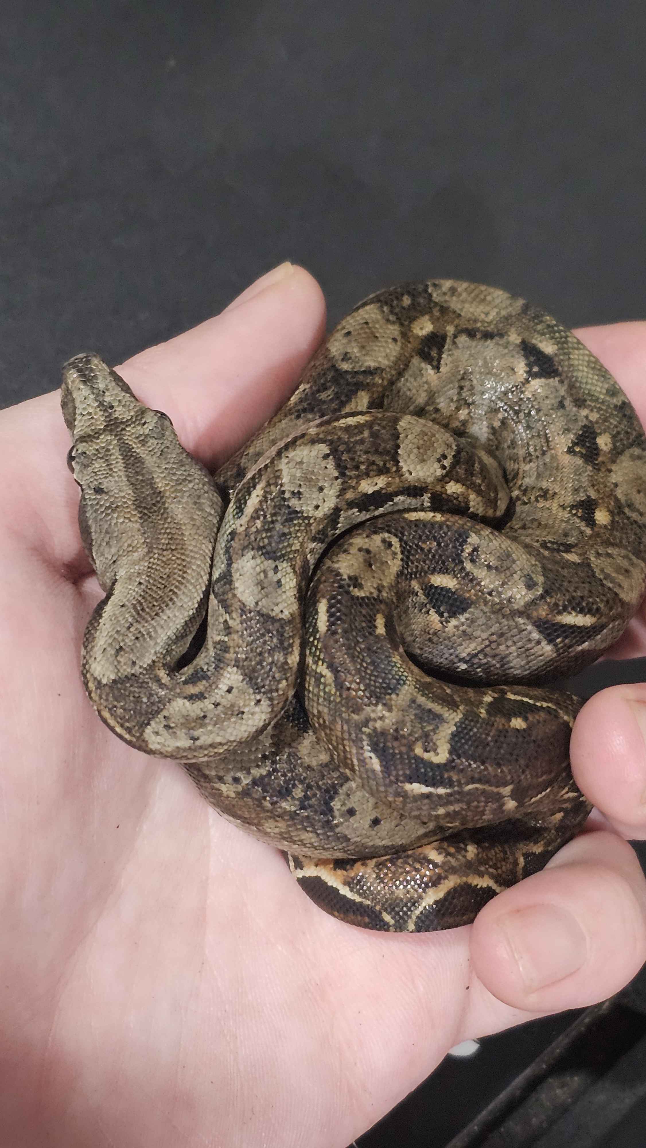 🐍 Boa Sigma Tarahumara Dwarf Boas (Boa sigma “Tarahumara”) – Captive Bred