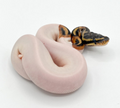 Piebald Ball Python