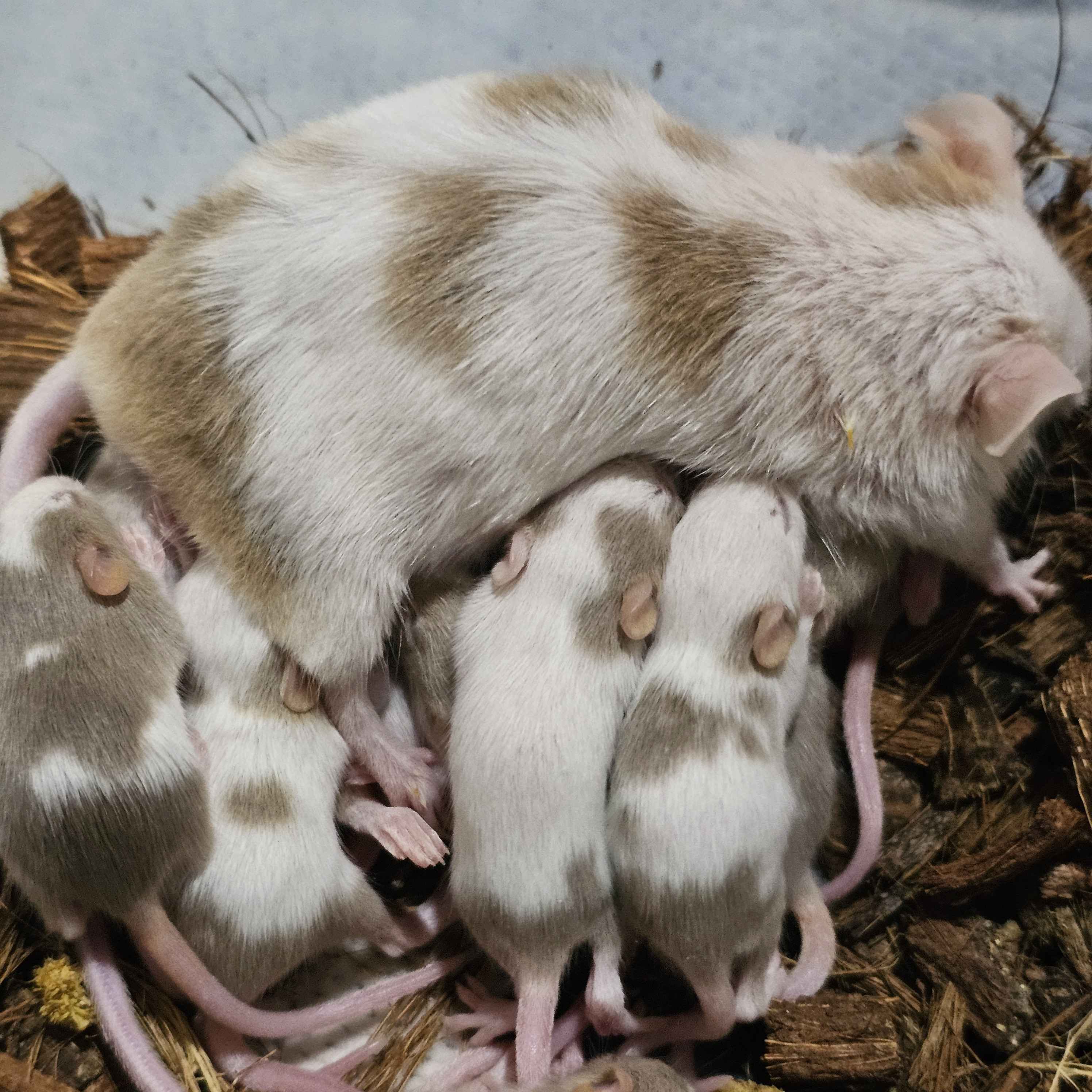 🐭 Silver Pied Fancy Mice – Visual & Het Pied Lines