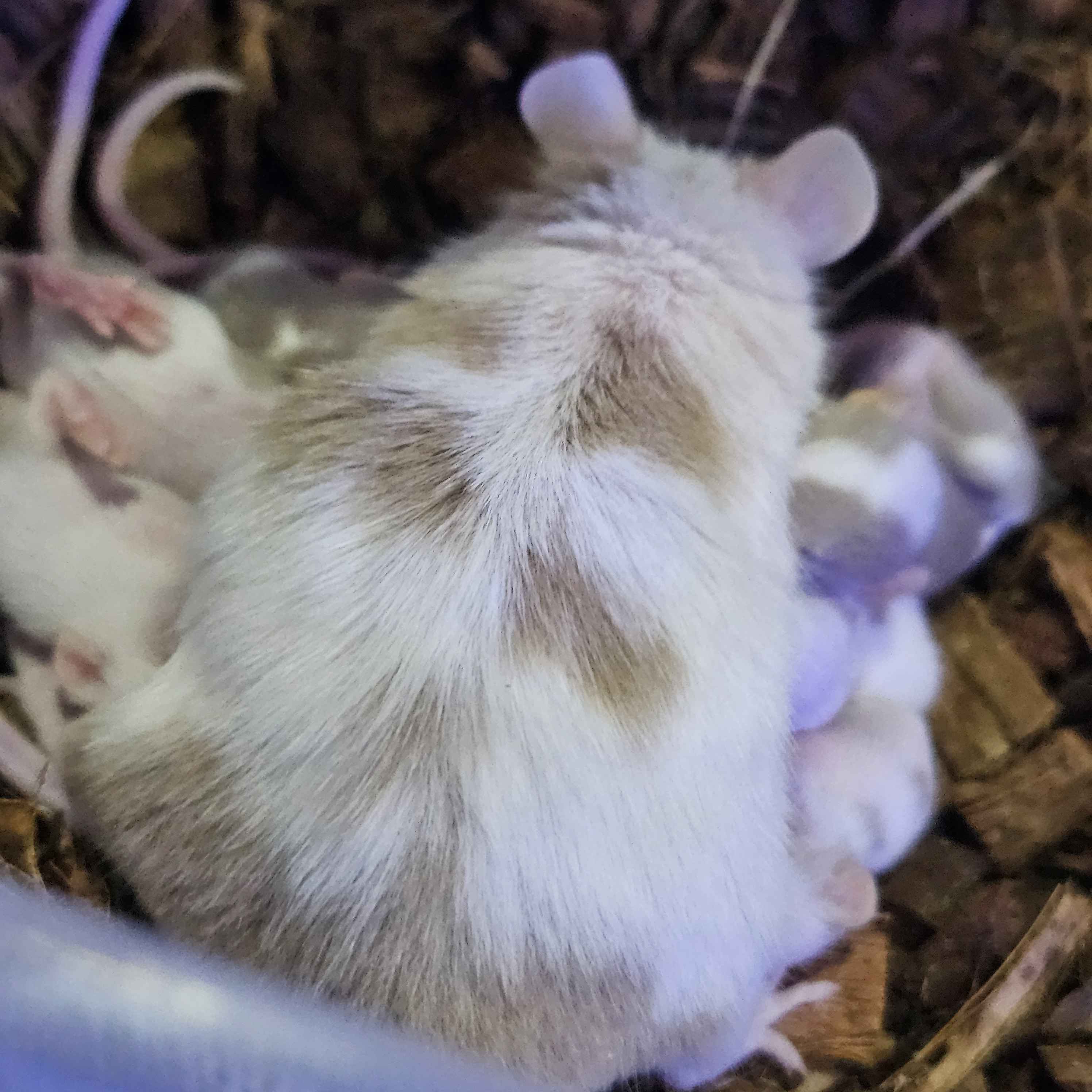 🐭 Silver Pied Fancy Mice – Visual & Het Pied Lines
