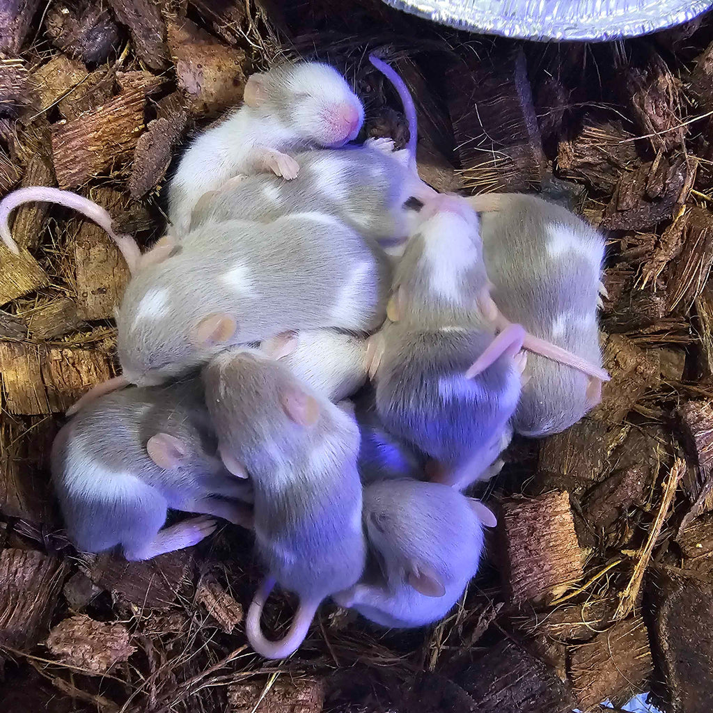 🐭 Silver Pied Fancy Mice – Visual & Het Pied Lines