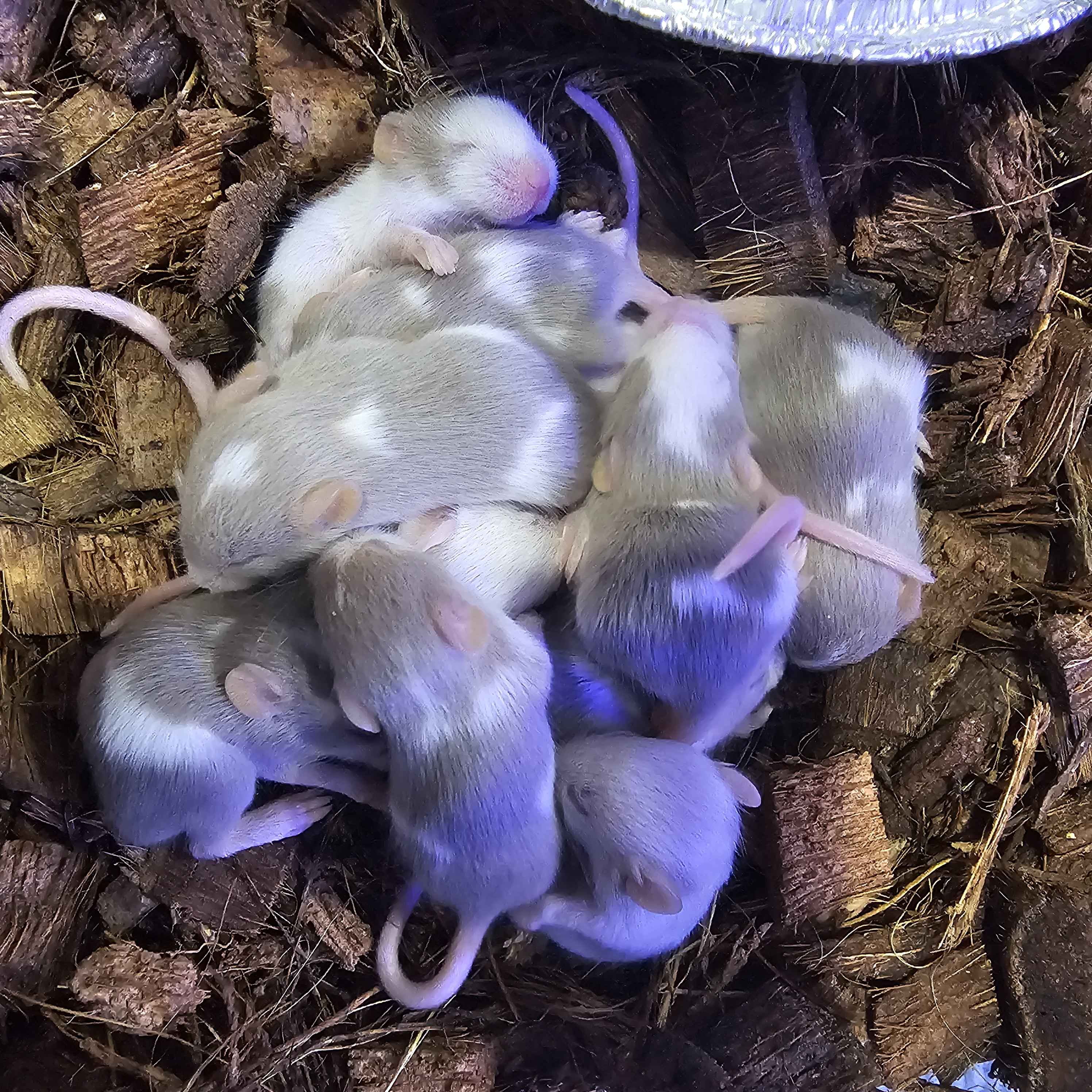 🐭 Silver Pied Fancy Mice – Visual & Het Pied Lines