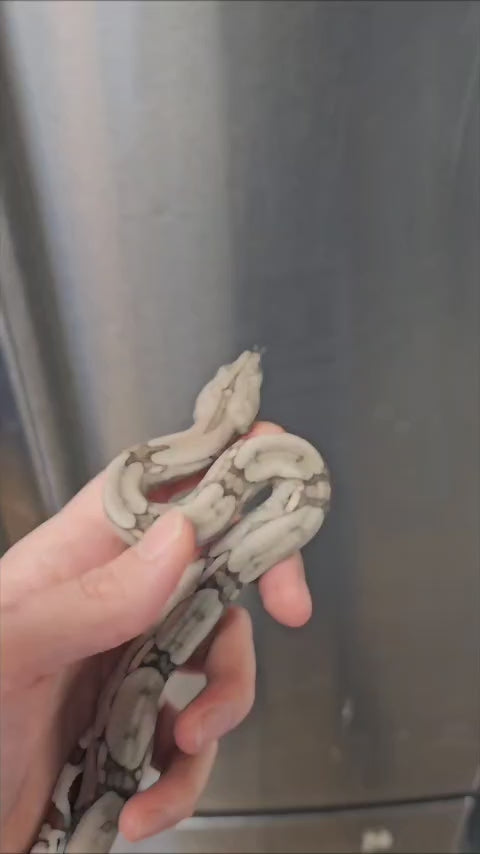 🐍 Guyana Red Tail Boa (Boa constrictor constrictor) – Captive Bred True Red Tail Boa