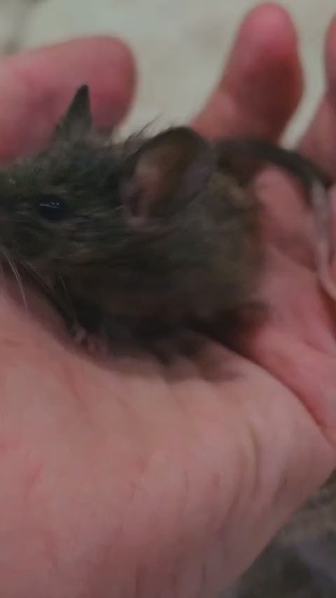 Woolly Mammoth Mice – Friendly, Cold-Hardy Gene Edited Mice For Sale