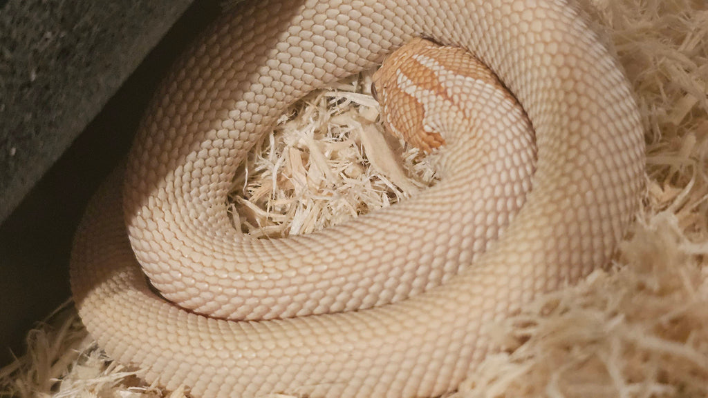 Western Hognose Albino SuperConda (1 Year old)