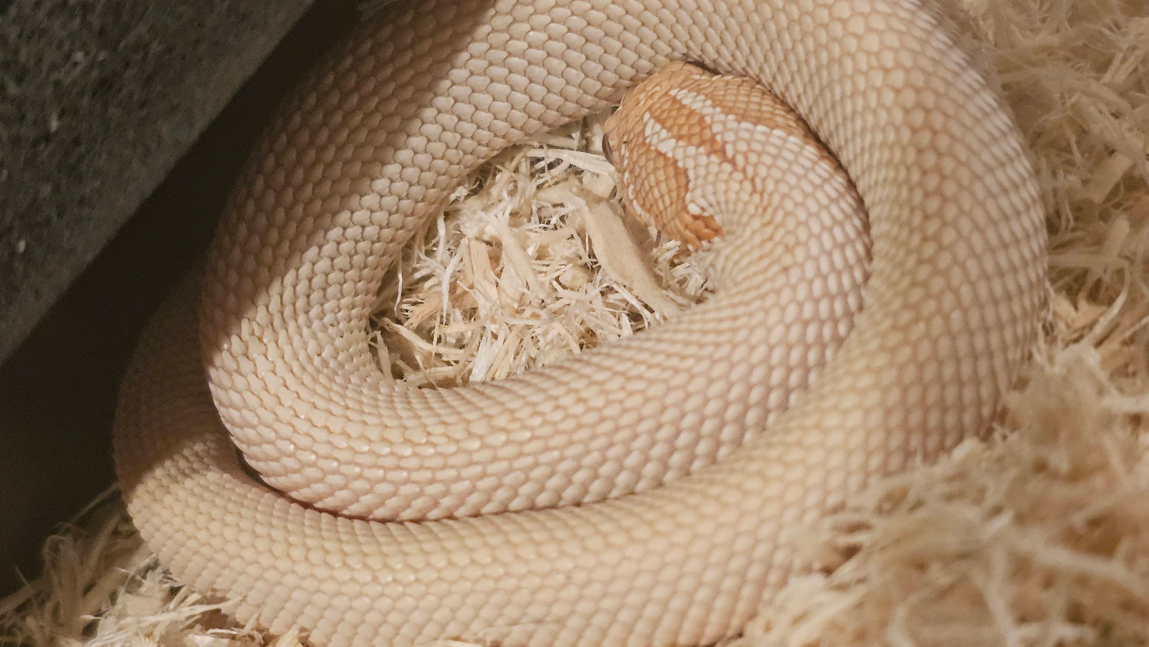 Western Hognose Albino SuperConda (1 Year old)