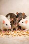 Feeder Rats